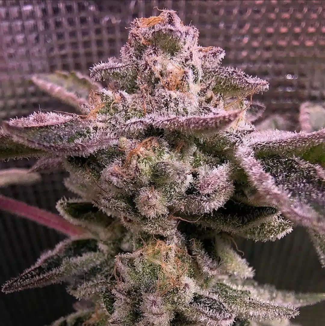 Sunken Treasure Seeds - Wedding Stomper - Reg Photo 12 Pack