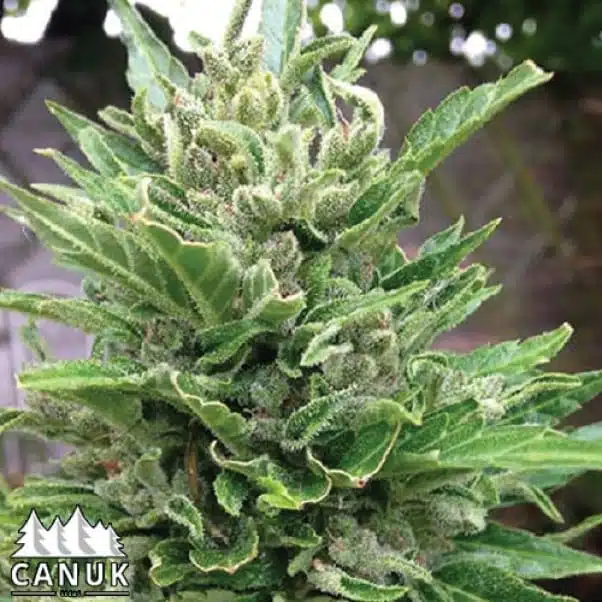 White Crystal Auto | Canuk Seeds | FEM Autoflower Seeds