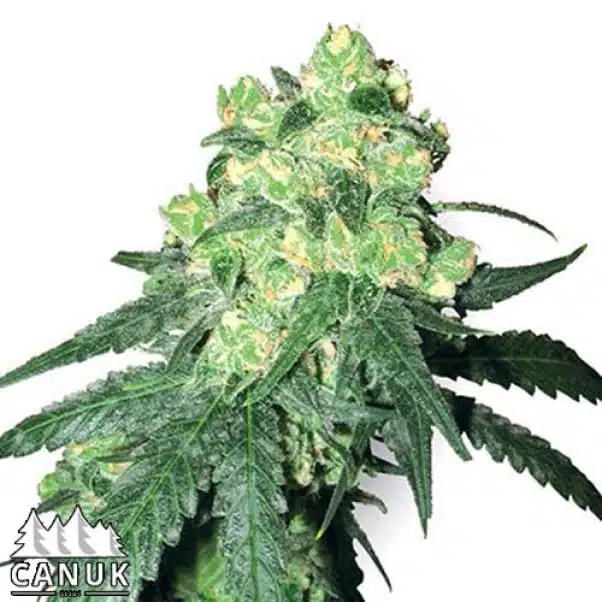 White Rhino | Canuk Seeds | FEM Photoperiod Seeds
