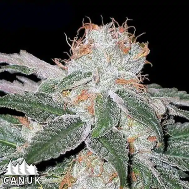 White Widow Auto | Canuk Seeds | FEM Autoflower Seeds