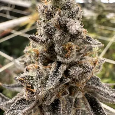 Genetix Matter – White Hot Chocolate Strain – Fem Photo