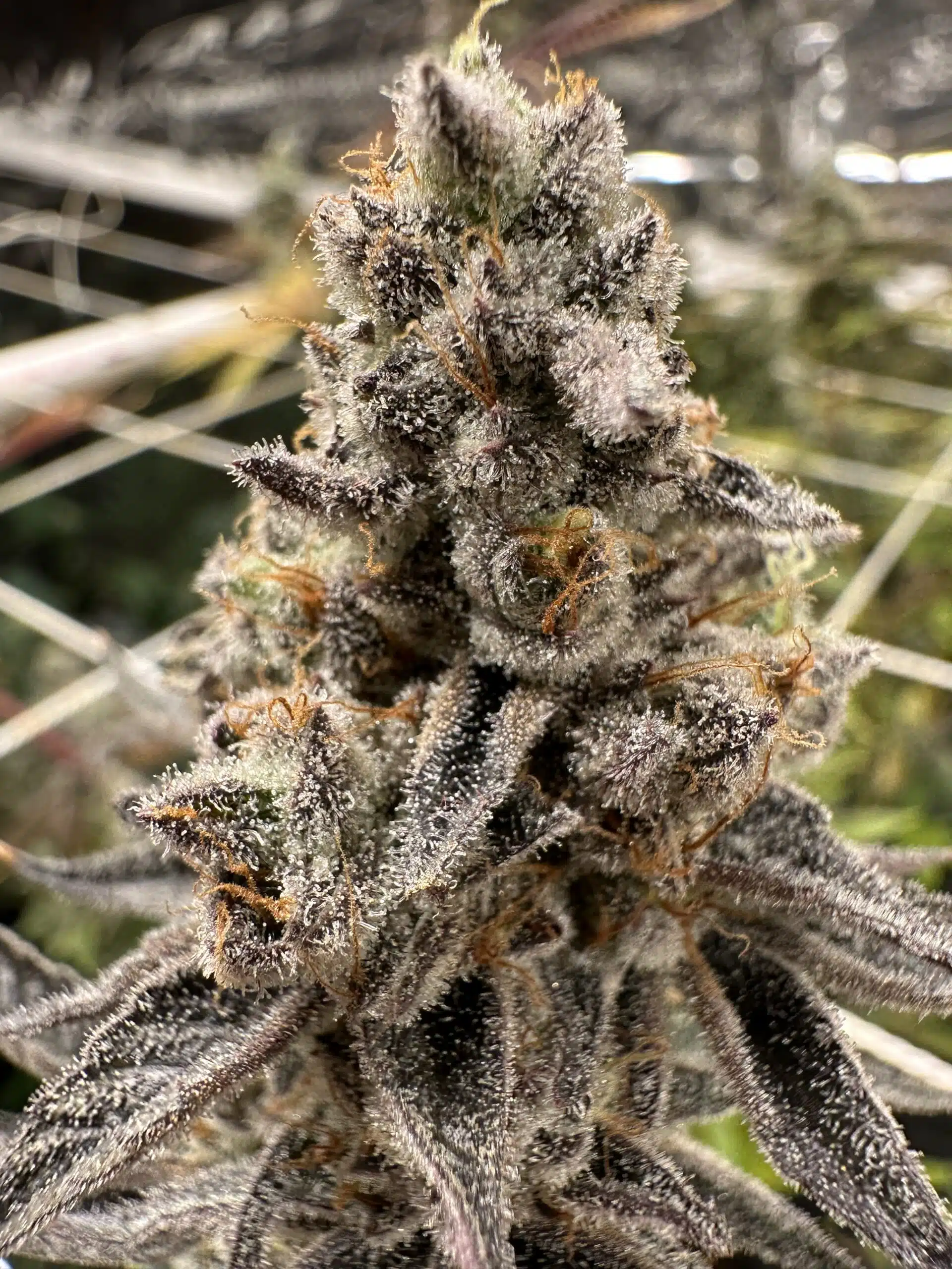Genetix Matter – White Hot Chocolate Strain – Fem Photo