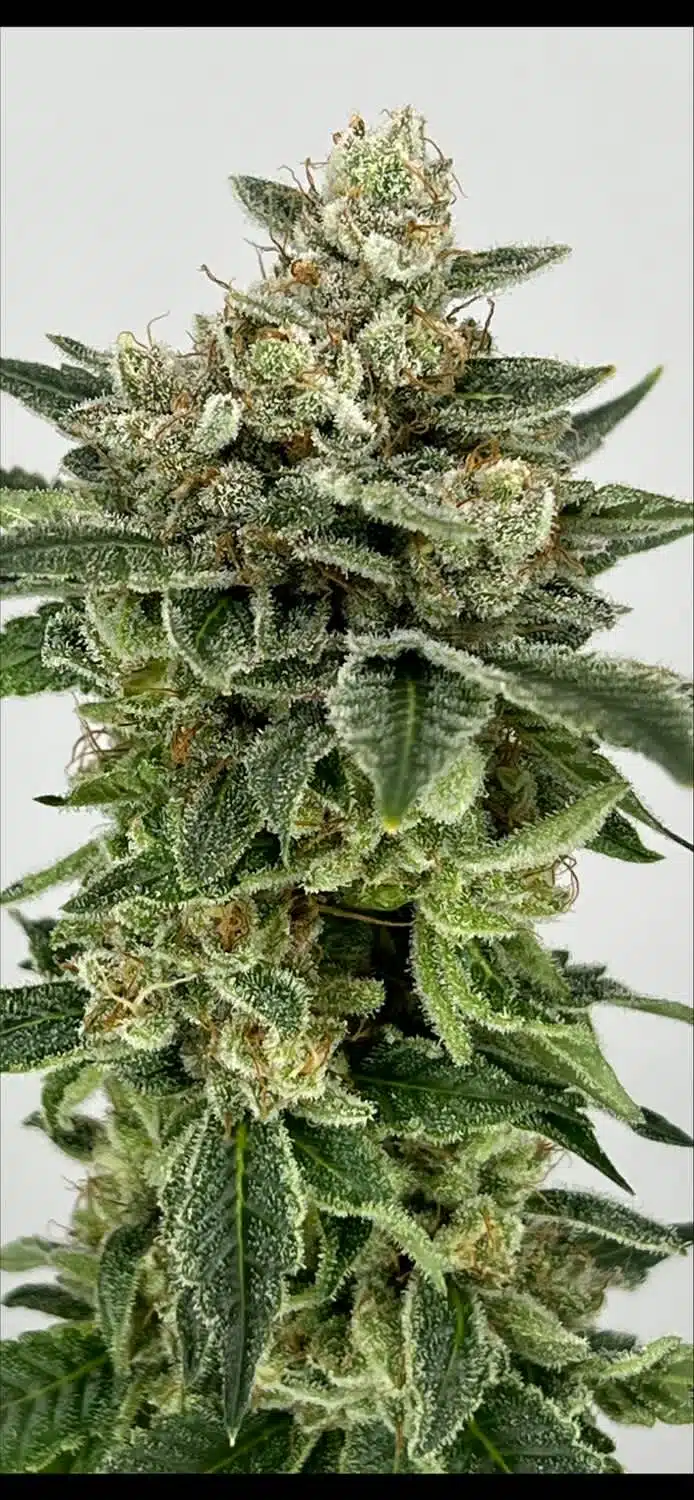 Mosca Seeds � Super Zoldier Serum Strain (DarkHorse Collab) � Fem Photo � 6 Pack