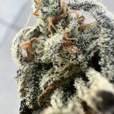 Genetix Matter – Ziplocked Strain – Fem Photo