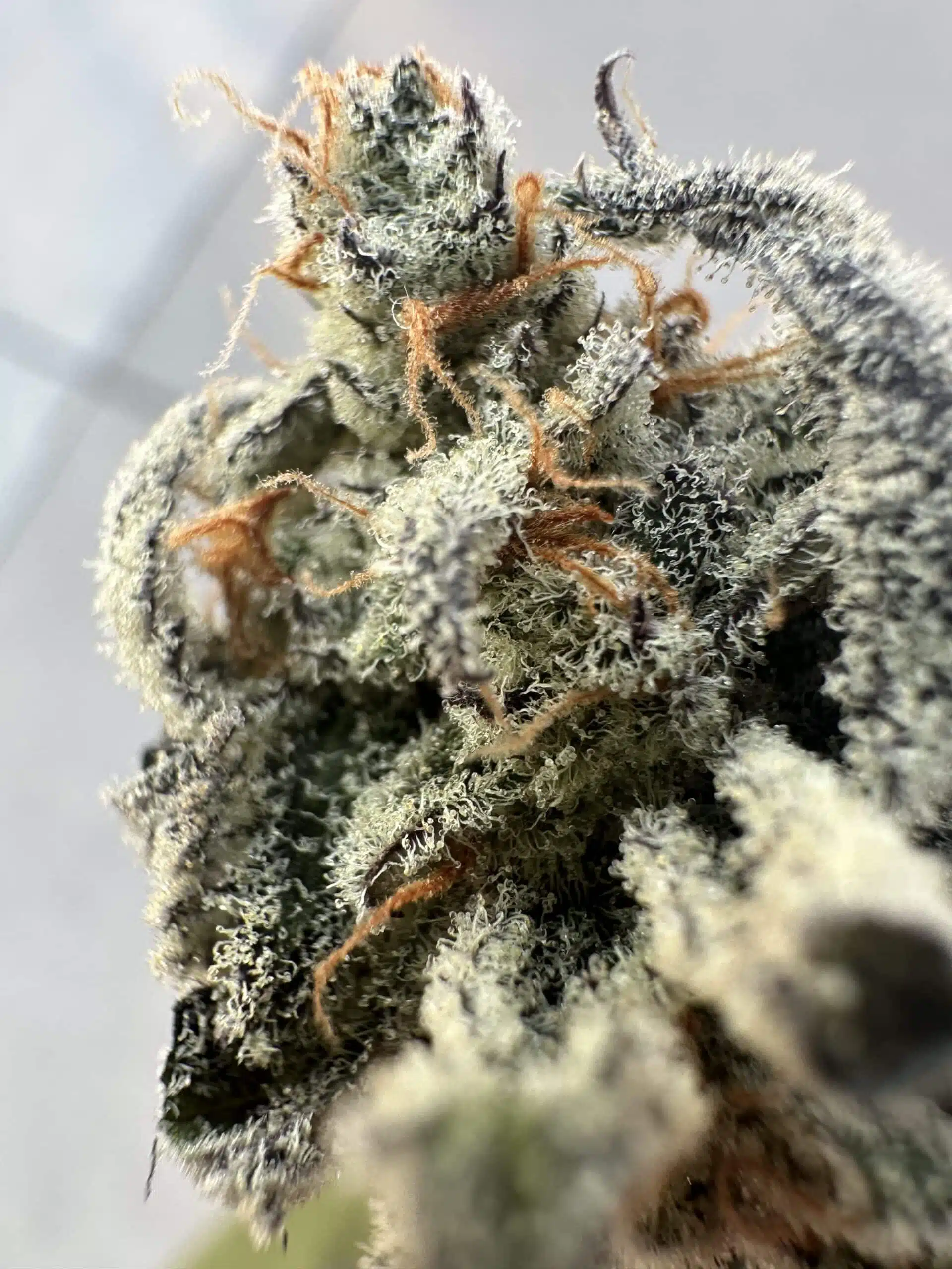 Genetix Matter – Ziplocked Strain – Fem Photo