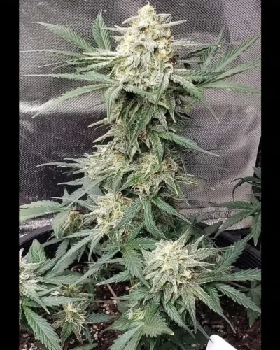 SOFEM GENETICS - Zkittles Skunk BX STRAIN - AUTO FEM - 3 PACK