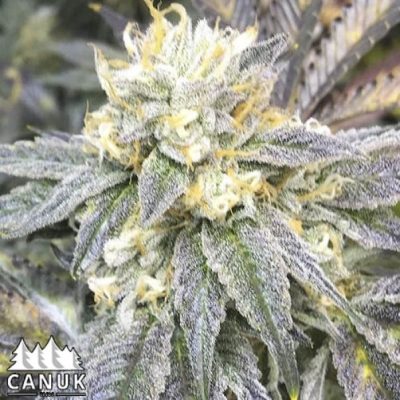 The Zkittlez by Canuk seeds