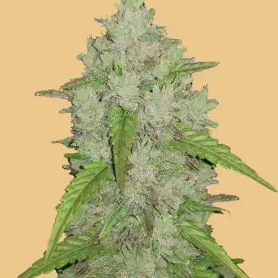 Original Amnesia Haze Auto | Fast Buds | FEM Autoflower Seeds