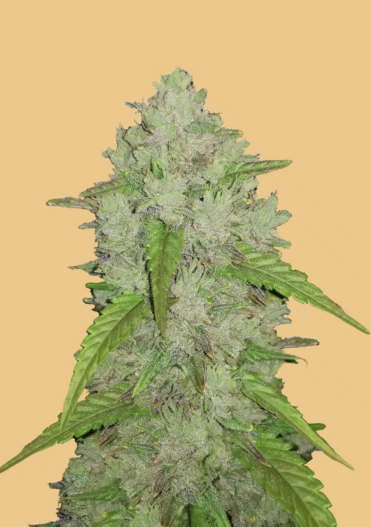 Original Amnesia Haze Auto | Fast Buds | FEM Autoflower Seeds
