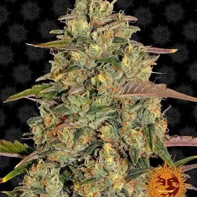 Amnesia Lemon | Barney's Farm | FEM Photoperiod Seeds