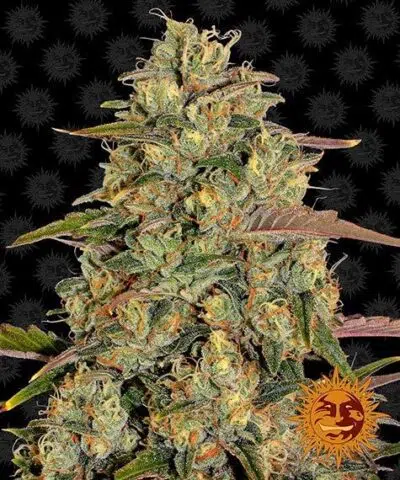 Amnesia Lemon | Barney's Farm | FEM Photoperiod Seeds
