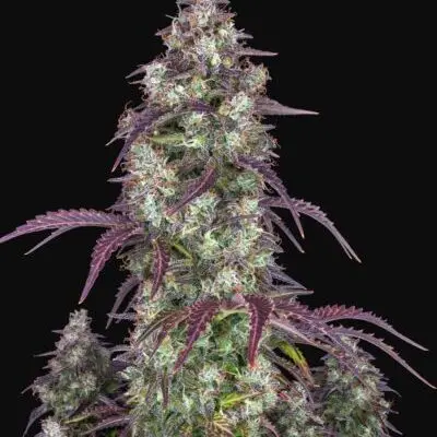 Lemon Pie Auto | Fast Buds | FEM Autoflower Seeds