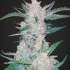 FAST BUDS - MEXICAN AIRLINES STRAIN - AUTO FEM - Image 2