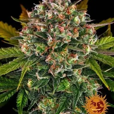 Strawberry Cheesecake Auto | Barney's Farm | FEM Autoflower Seeds