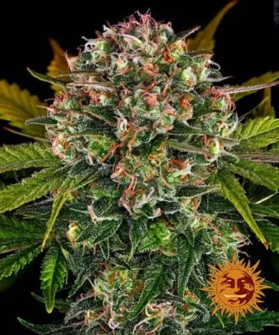 Strawberry Cheesecake Auto | Barney's Farm | FEM Autoflower Seeds