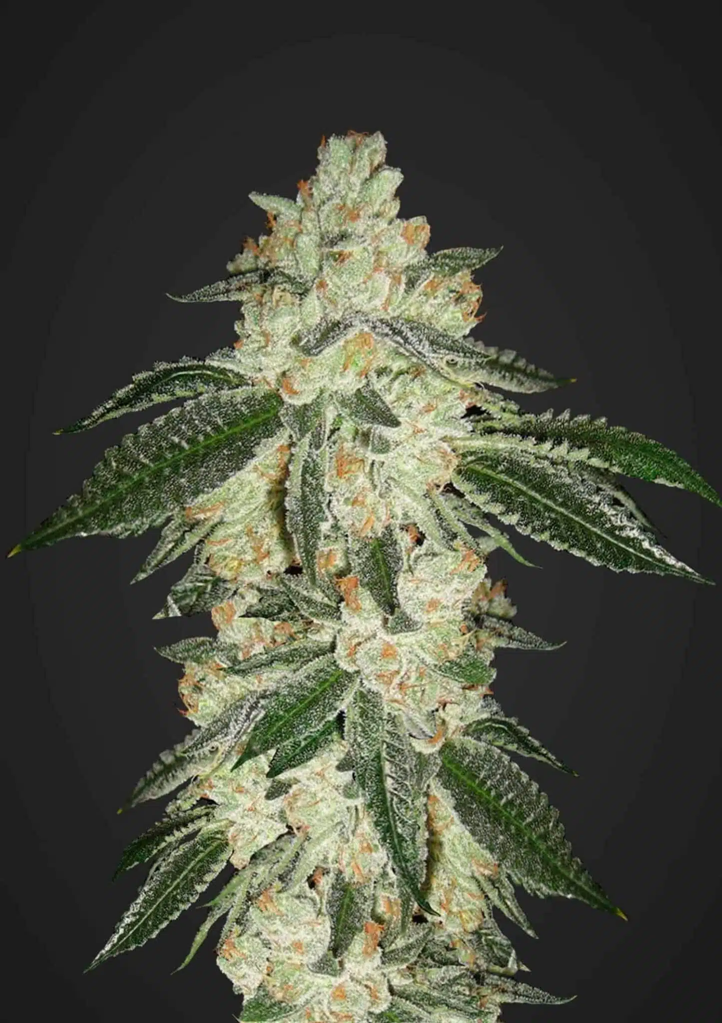 Green Crack Auto | Fast Buds | FEM Autoflower Seeds