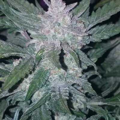 Mexican Airlines Auto | Fast Buds | FEM Autoflower Seeds