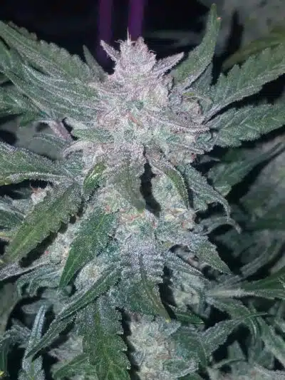 Mexican Airlines Auto | Fast Buds | FEM Autoflower Seeds