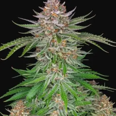 Strawberry Pie Auto | Fast Buds | FEM Autoflower Seeds