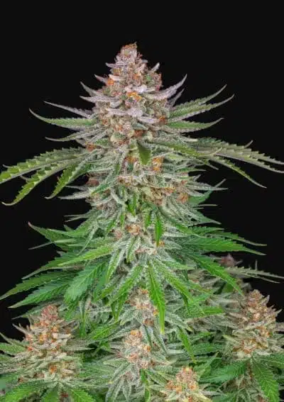Strawberry Pie Auto | Fast Buds | FEM Autoflower Seeds