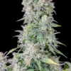 Afghan Kush