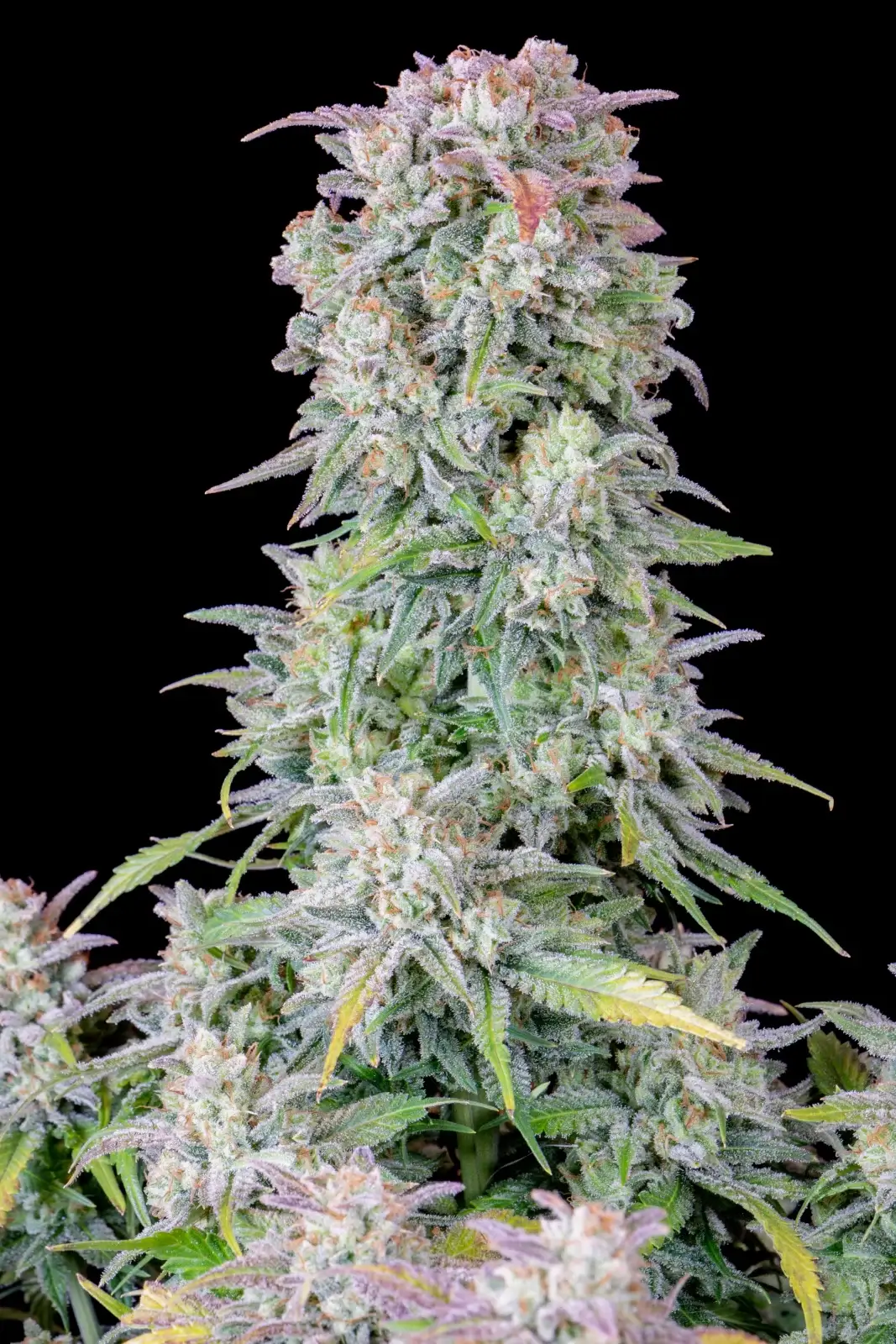 Original Afghan Kush Auto | Fast Buds | FEM Autoflower Seeds