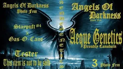 Angels Of Darkness | Aeque Genetics | FEM Photoperiod Seeds