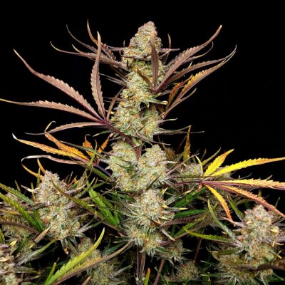 Apple Strudel Auto | Fast Buds | FEM Autoflower Seeds
