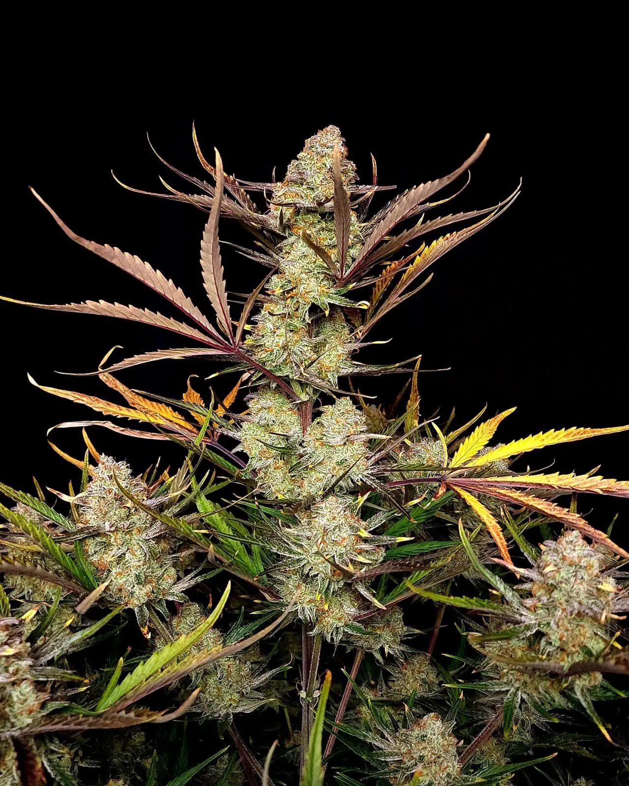 Apple Strudel Auto | Fast Buds | FEM Autoflower Seeds