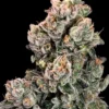 Atlas Seed Slurpicane2
