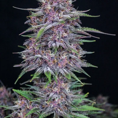 Banana Purple Punch Auto | Fast Buds | FEM Autoflower Seeds