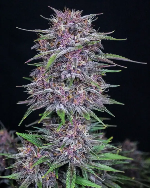Banana Purple Punch Auto | Fast Buds | FEM Autoflower Seeds