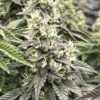 BLOOD MOON | MULTIVERSE GENETICS | PHOTOPERIOD CANNABIS SEEDS FEMALE - Image 2