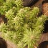 BLOOD MOON | MULTIVERSE GENETICS | PHOTOPERIOD CANNABIS SEEDS FEMALE - Image 5