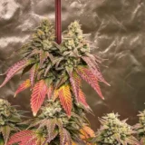3x Blood Moon Seeds | Multiverse Genetics | FEM Photo