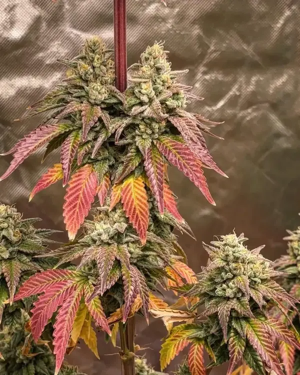Blood Moon | Multiverse Genetics | FEM Photoperiod Seeds