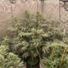 CEREMONY | MULTIVERSE GENETICS | PHOTOPERIOD CANNABIS SEEDS FEMALE - Image 2