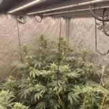 3x Ceremony | Multiverse Genetics | FEM Photoperiod Seeds