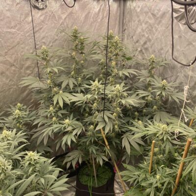 CEREMONY | MULTIVERSE GENETICS | PHOTOPERIOD CANNABIS SEEDS FEMALE