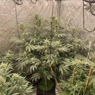 Ceremony | Multiverse Genetics | FEM Photoperiod Seeds