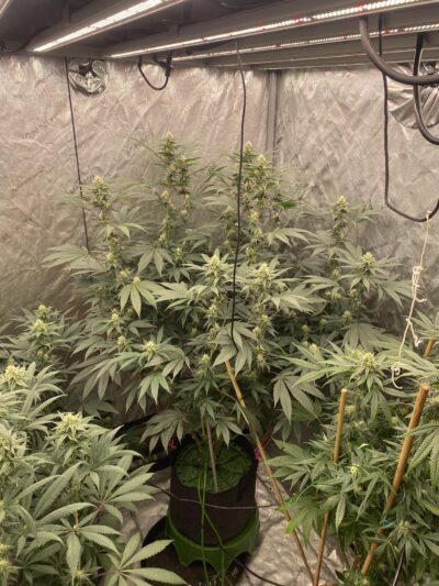 CEREMONY | MULTIVERSE GENETICS | PHOTOPERIOD CANNABIS SEEDS FEMALE