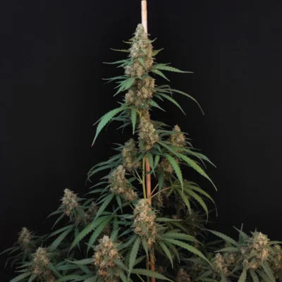 Original Cheese Auto | Fast Buds | FEM Autoflower Seeds