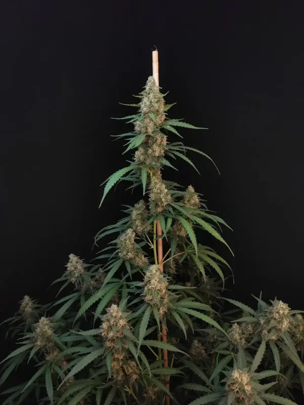 Original Cheese Auto | Fast Buds | FEM Autoflower Seeds
