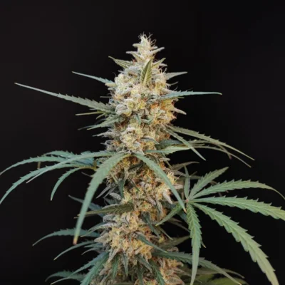 Original Chemdawg Auto | Fast Buds | FEM Autoflower Seeds