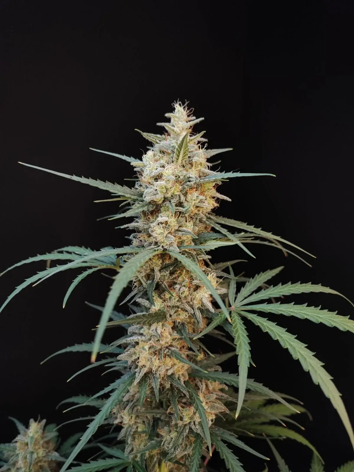 Original Chemdawg Auto | Fast Buds | FEM Autoflower Seeds