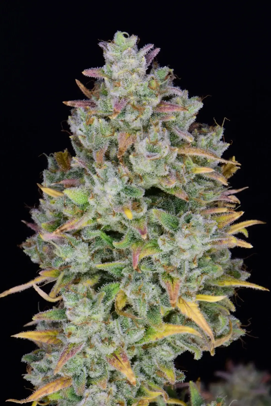 Gelato Auto | Fast Buds | FEM Autoflower Seeds