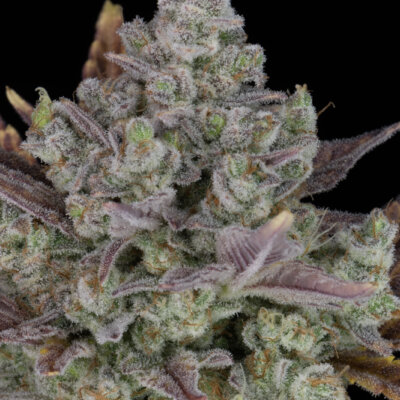 Gorilla Cookies Auto | Fast Buds | FEM Autoflower Seeds