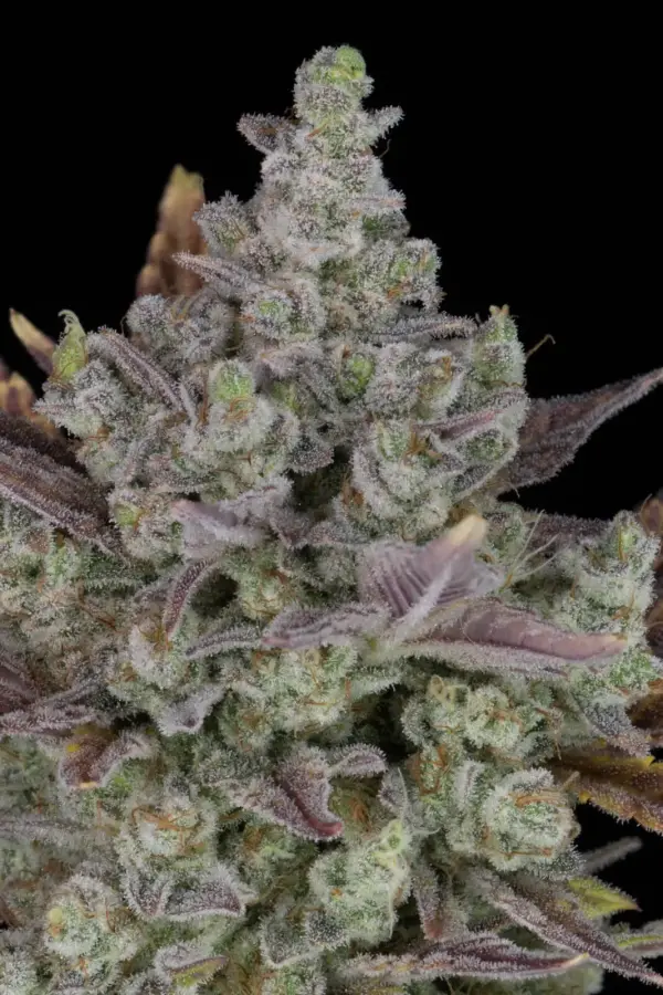 Gorilla Cookies Auto | Fast Buds | FEM Autoflower Seeds