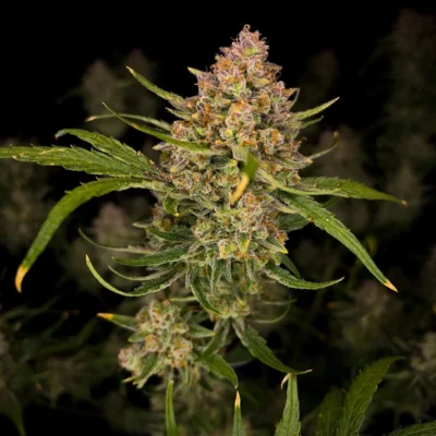 Guava Auto | Fast Buds | FEM Autoflower Seeds