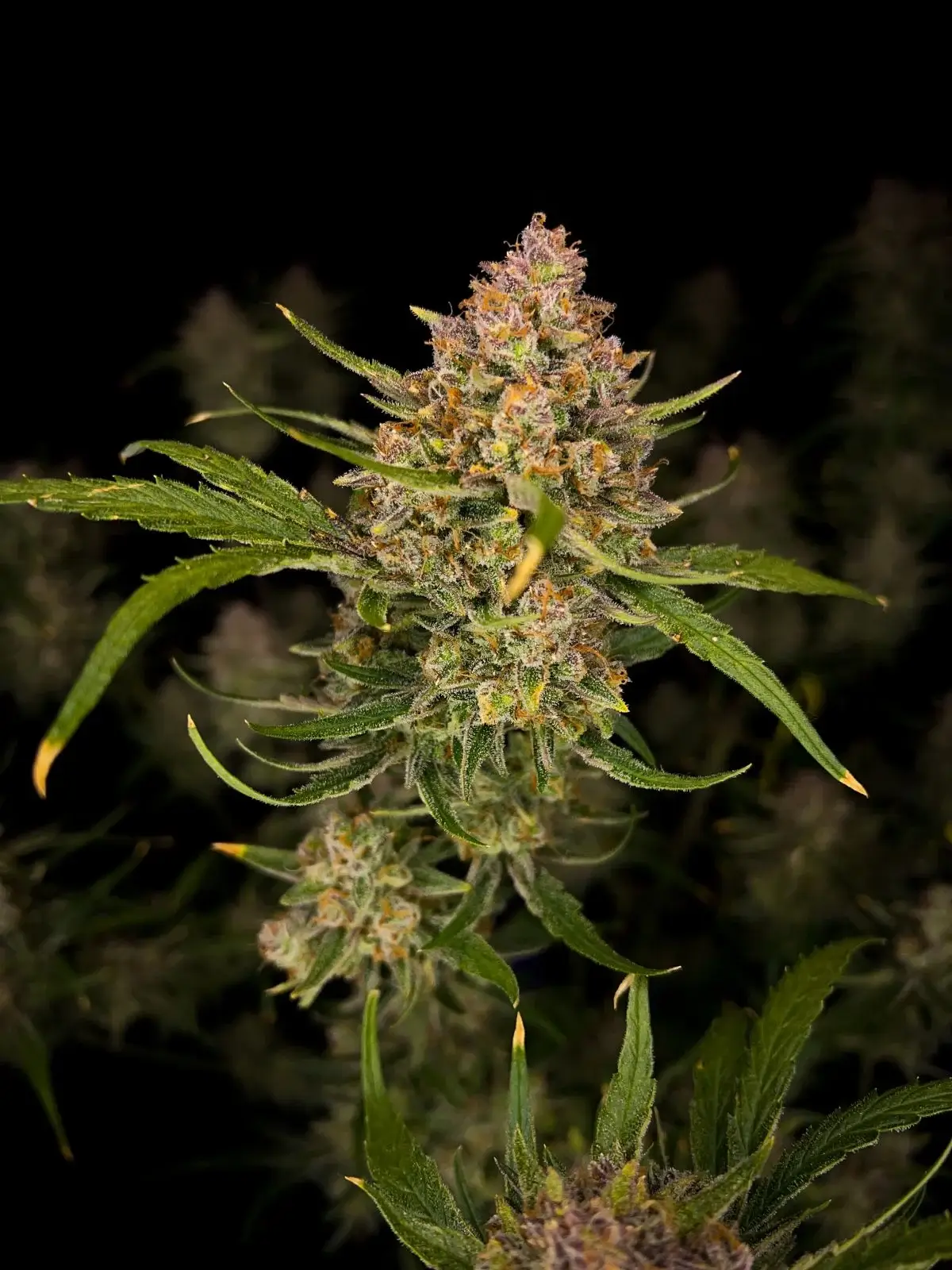 Guava Auto | Fast Buds | FEM Autoflower Seeds